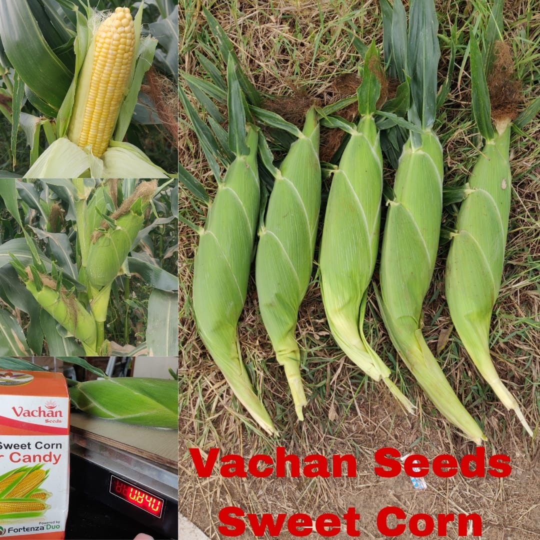 Sugar Candy Sweet Corn Seeds - Vachan Seeds | F1 Hybrid | Buy Online at Best Price