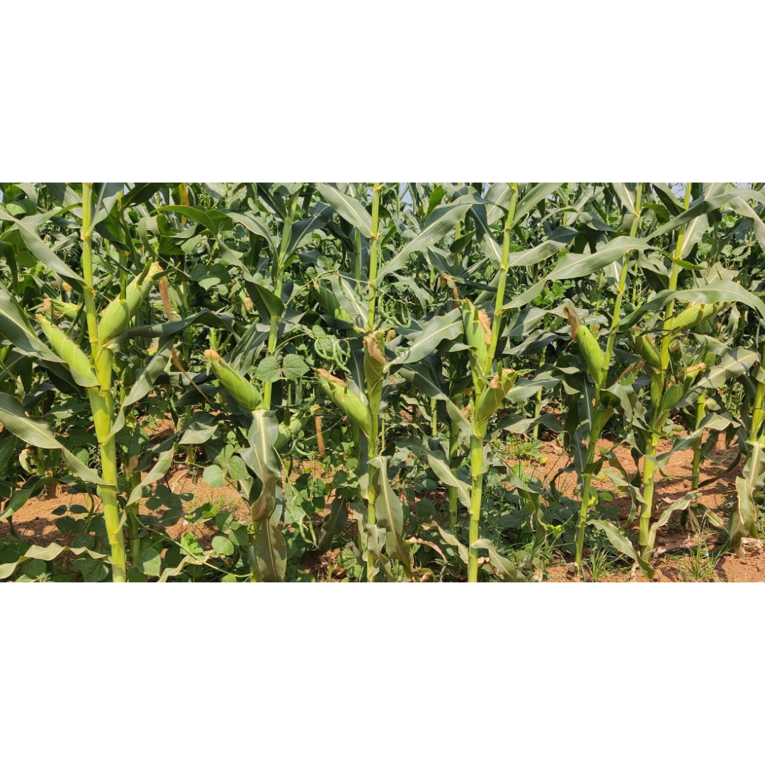 Sugar Candy Sweet Corn Seeds - Vachan Seeds | F1 Hybrid | Buy Online at Best Price