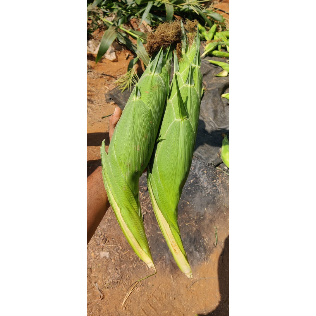 Sugar Candy Sweet Corn Seeds - Vachan Seeds | F1 Hybrid | Buy Online at Best Price