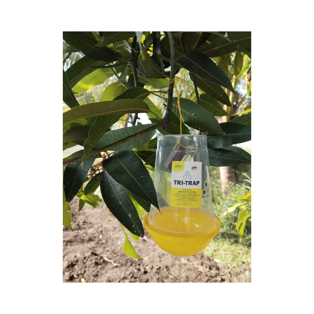 Fruit Fly Trap/ TRI-Trap With Fruit Fly Lure - Green Revolution | Buy