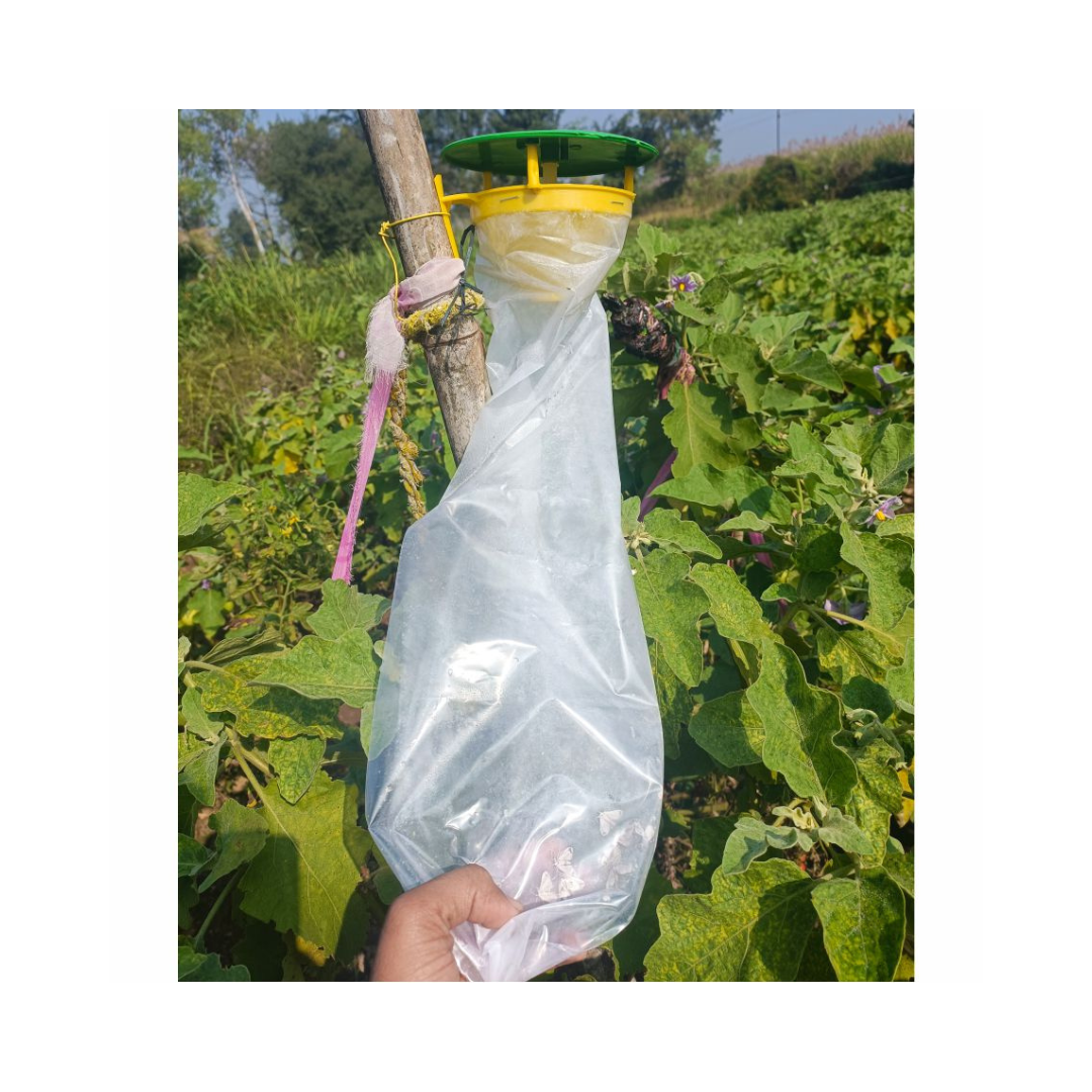 Funnel Trap With Brinjal Lure - Green Revolution | Buy Online Now