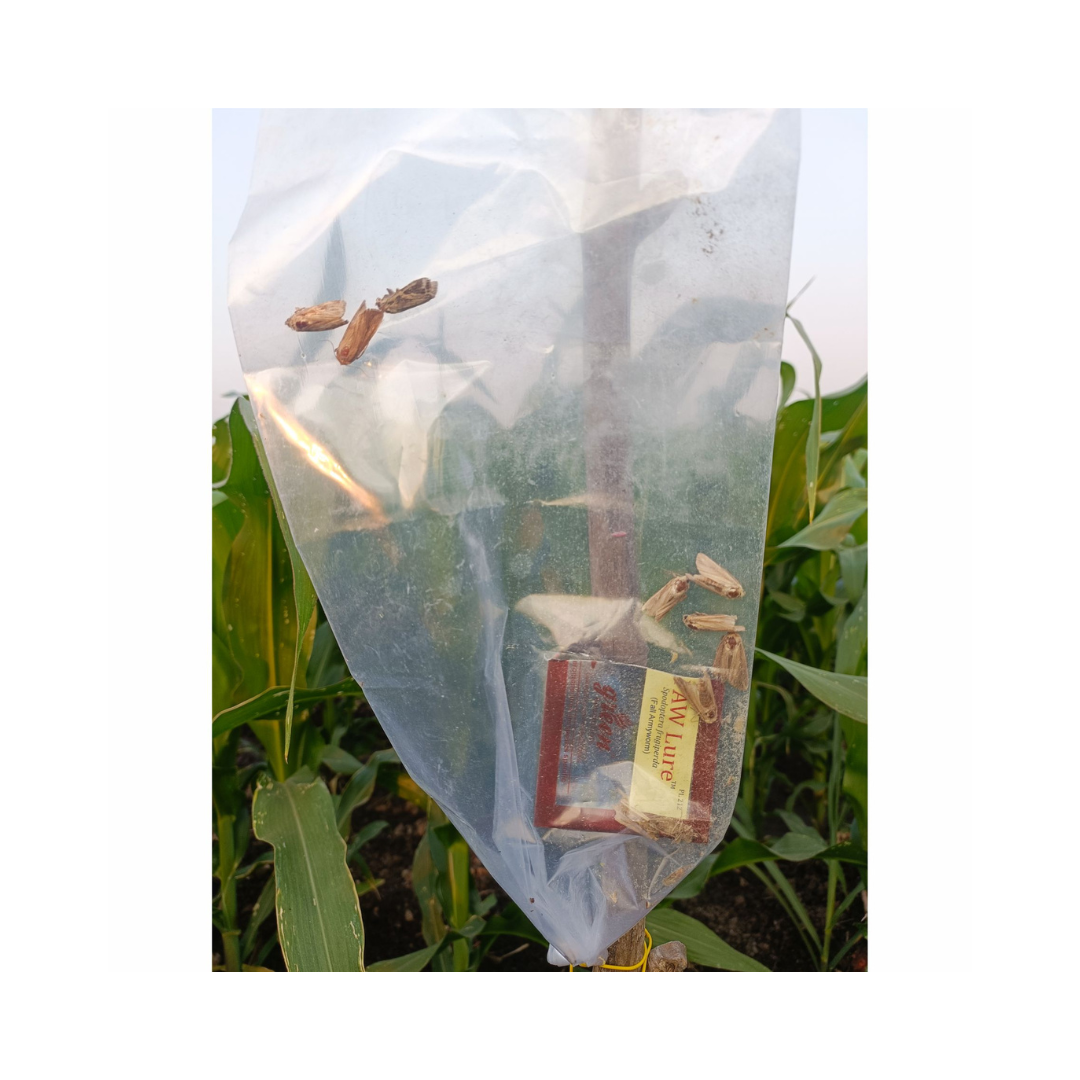 Funnel Trap With FAW Lure - Green Revolution | Buy Online Now