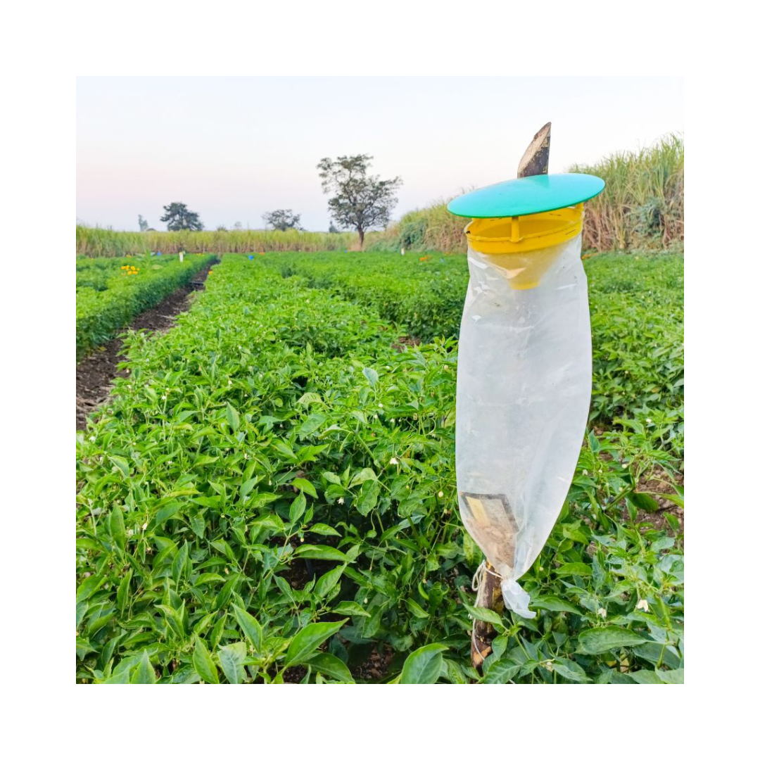 Funnel Trap With Spod-O Lure - Green Revolution | Buy Online Now