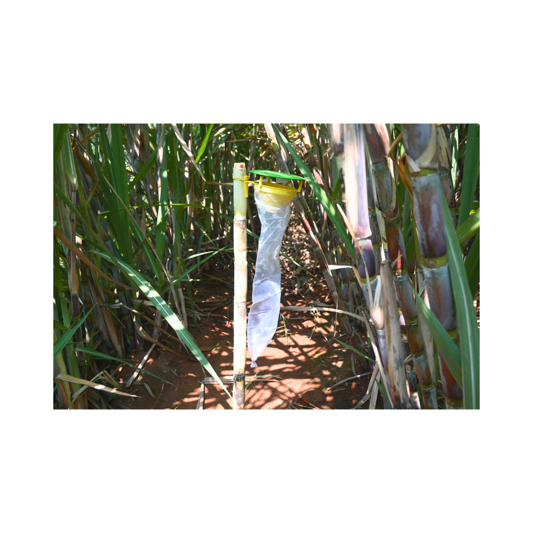 Funnel Trap With Sugarcane Top-B Lure - Green Revolution | Buy Online