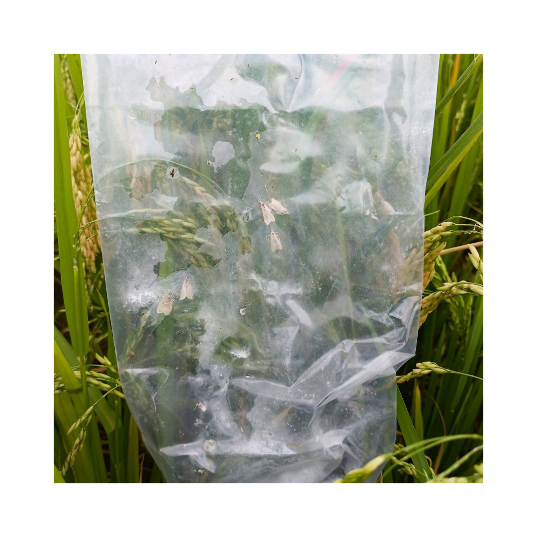 Funnel Trap With YSB Lure - Green Revolution | Buy Online Now