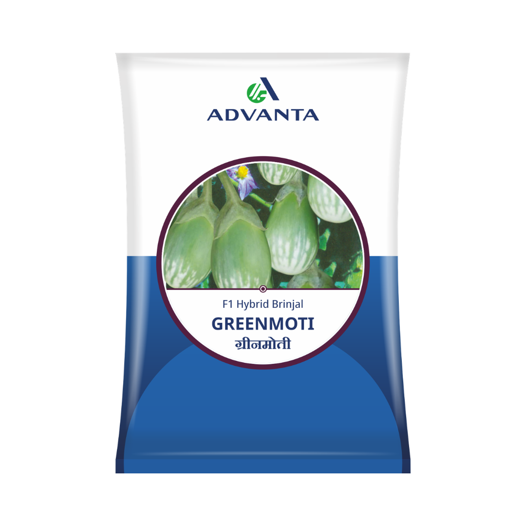 Green Moti Brinjal Seeds - Advanta | F1 Hybrid | Buy Online at Best Price