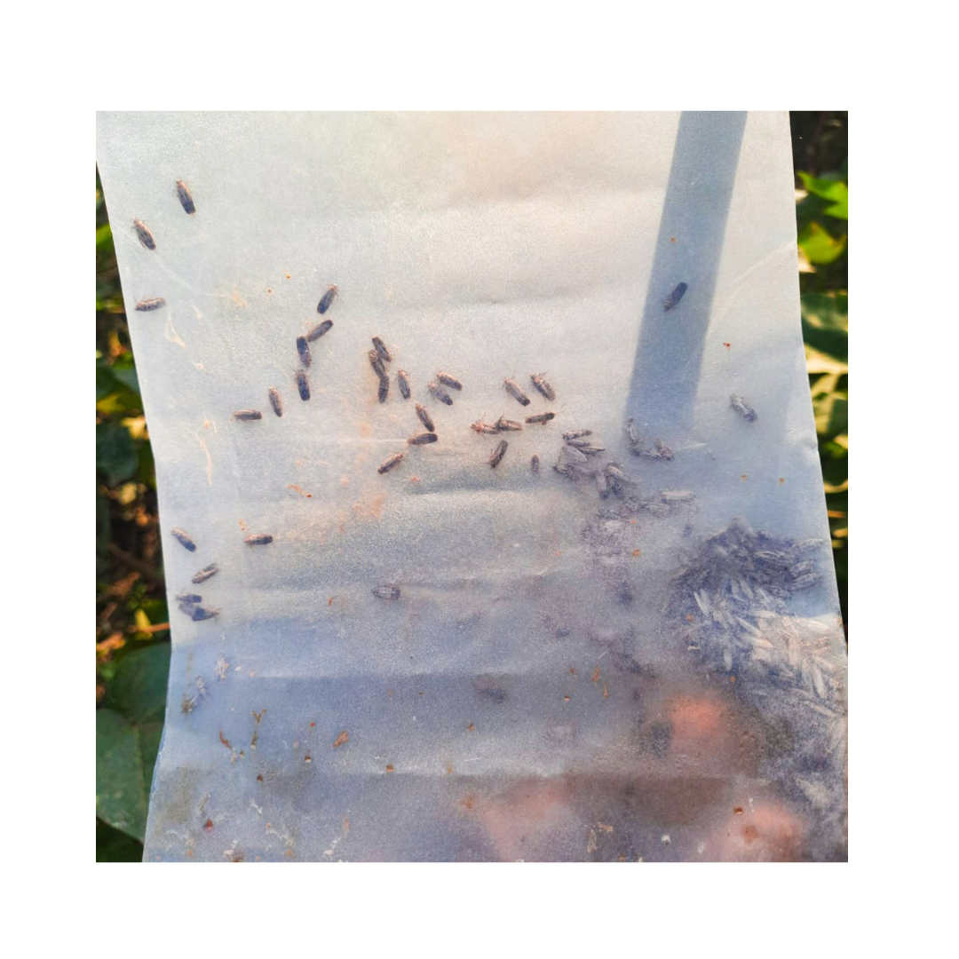 Gulabi Fly Lure Pink Bollworm (Pack of 10) - Green Revolution | Buy Now