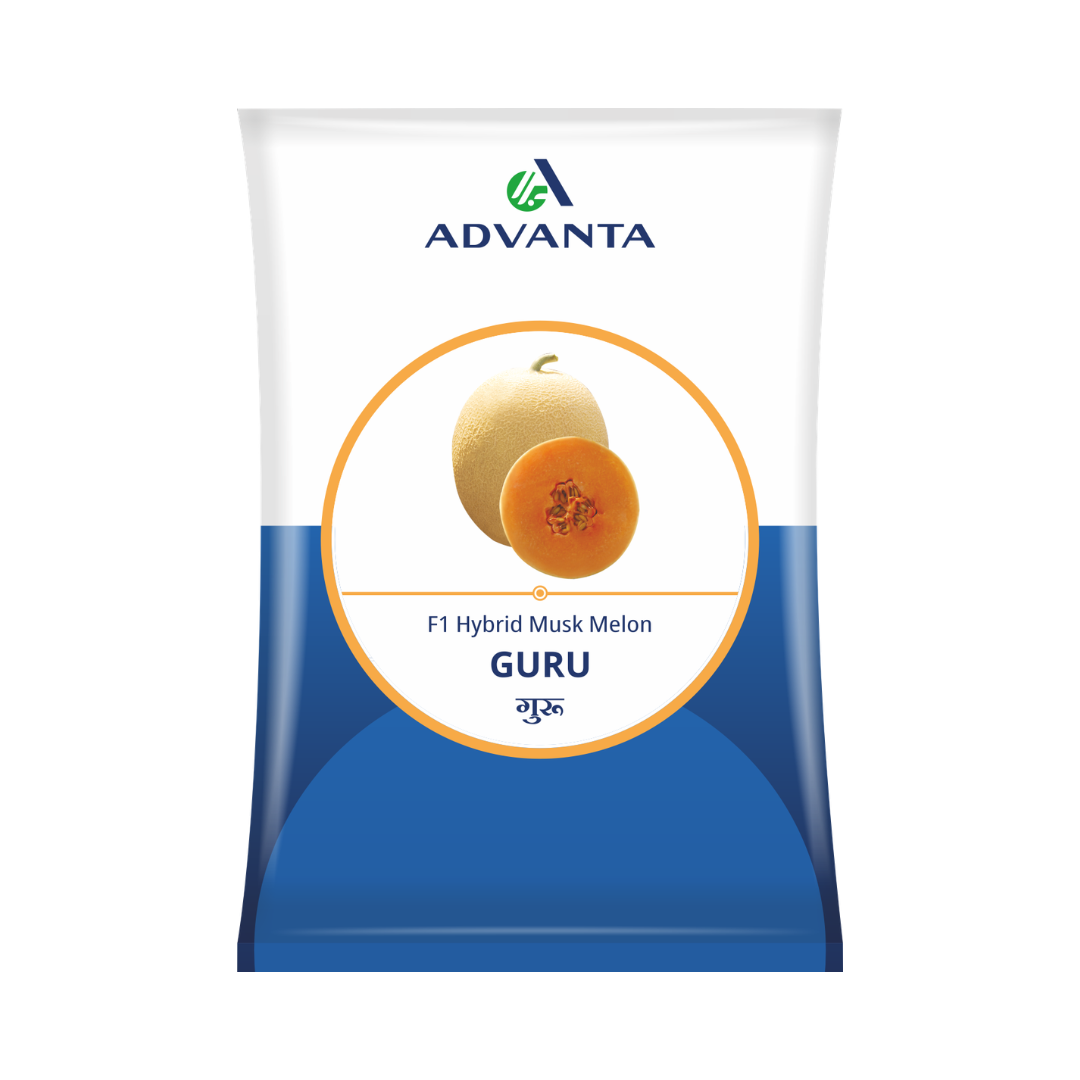 Guru Muskmelon Seeds - Advanta | F1 Hybrid | Buy Online at Best Price