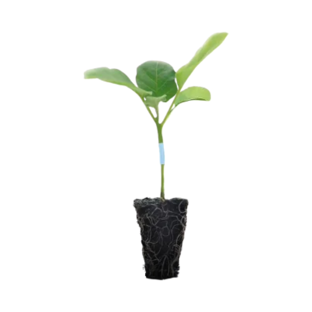 Hortimance Bridge Grafting Tubes | Buy Online Now - DesiKheti