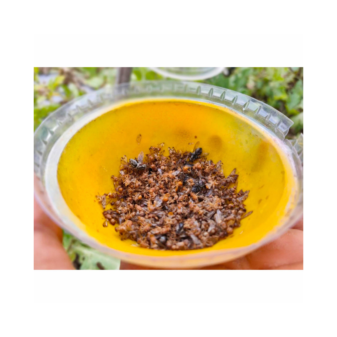 IPM Trap With Melon Fly Lure - Green Revolution | Buy Online Now