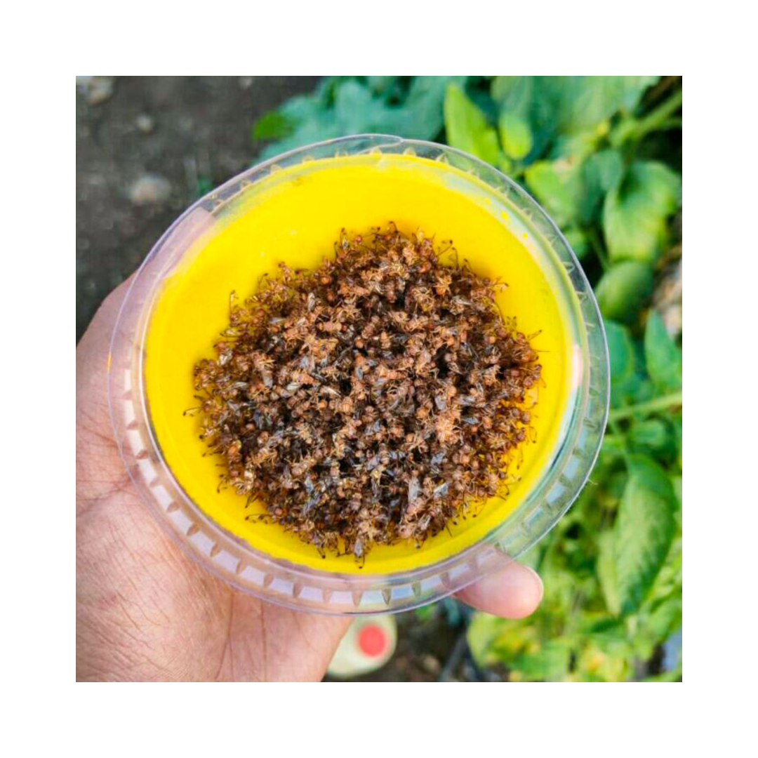 IPM Trap / Fruit Fly Trap (pack of 10) - Green Revolution | Buy Online