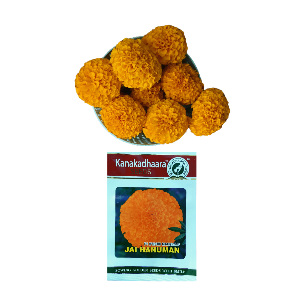 Jai Hanuman Marigold Seeds