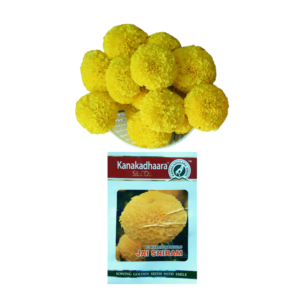 Jai Sriram Marigold Seeds - Kanakadhaara Seeds | F1 Hybrid | Buy Now