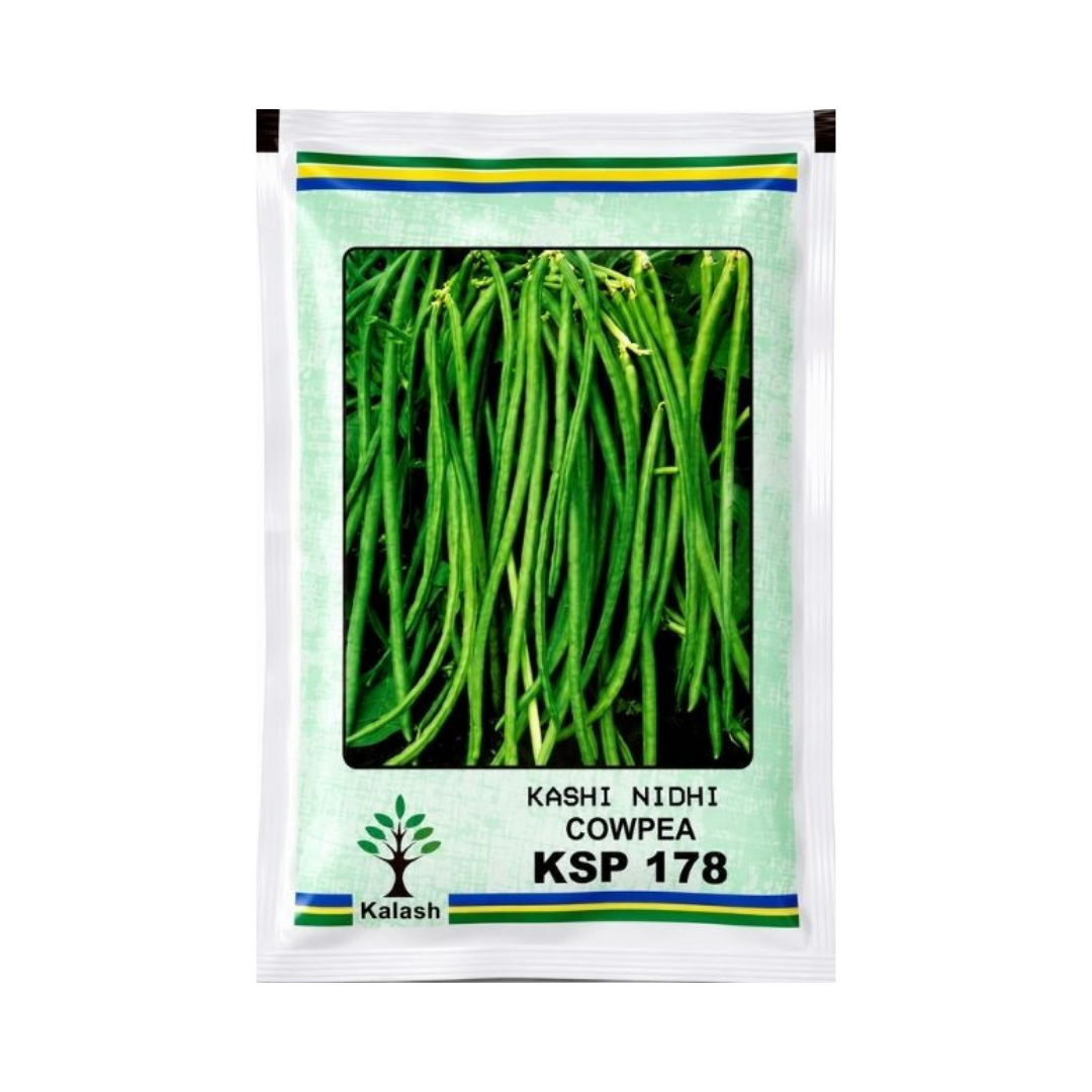 KSP 178 Kashi Nidhi cowpea Seeds - Kalash | F1 Hybrid | Buy Online Now