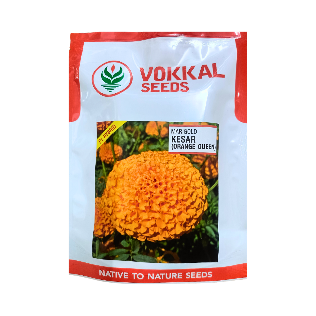 orange marigold seeds Kesar (Orange Queen) Marigold Seeds - Vokkal Seeds