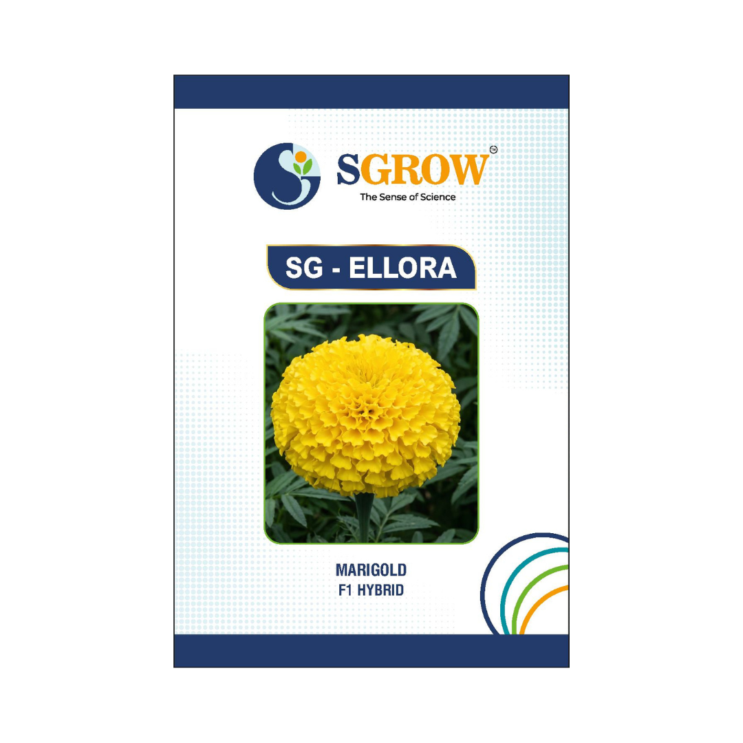 SG-Ellora Marigold Seeds - SGrow | F1 Hybrid | Buy Online at Best Price