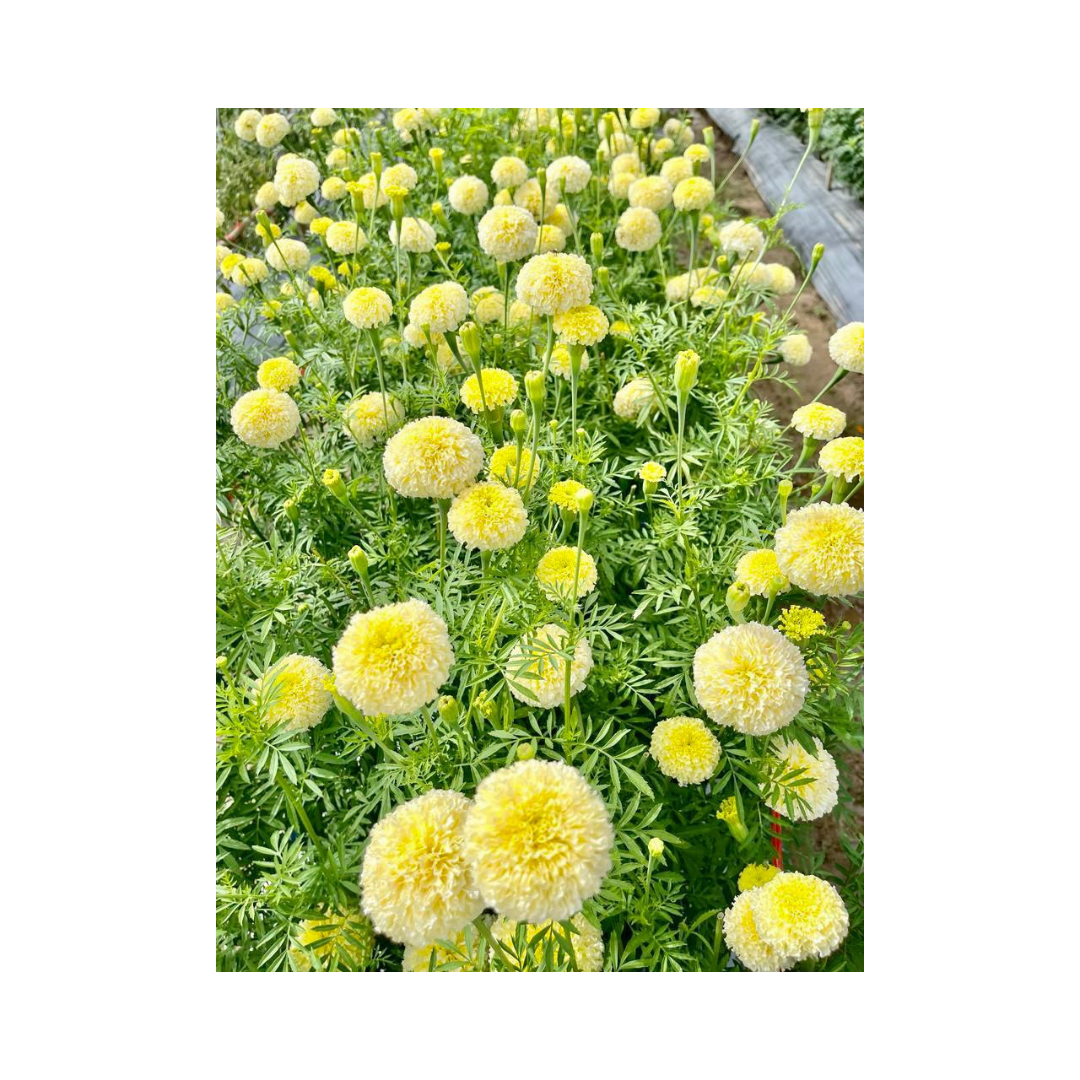 Vennila Marigold Seeds - Sihi Seeds | F1 Hybrid | Buy Online Now