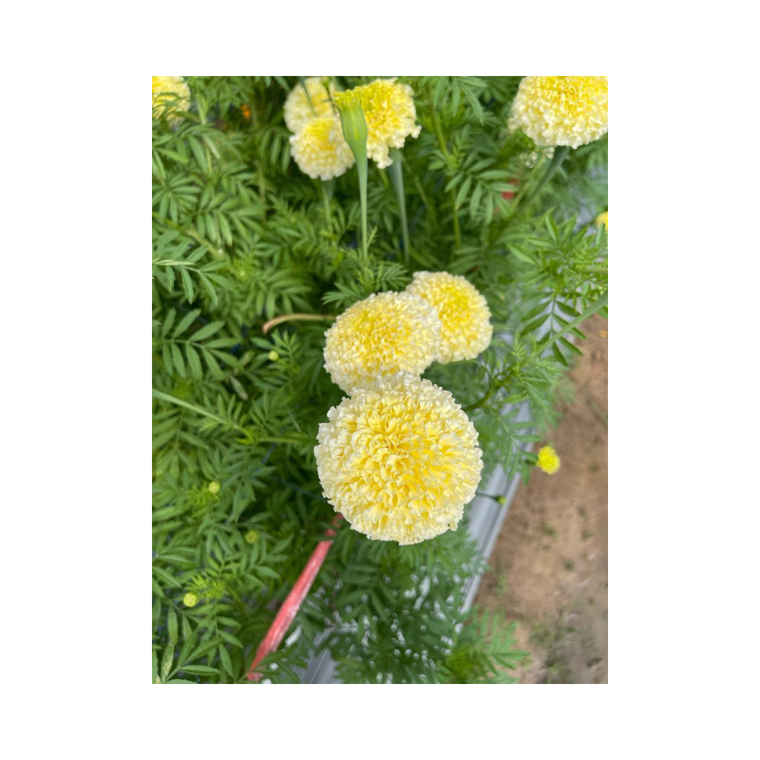 Vennila Marigold Seeds - Sihi Seeds | F1 Hybrid | Buy Online Now