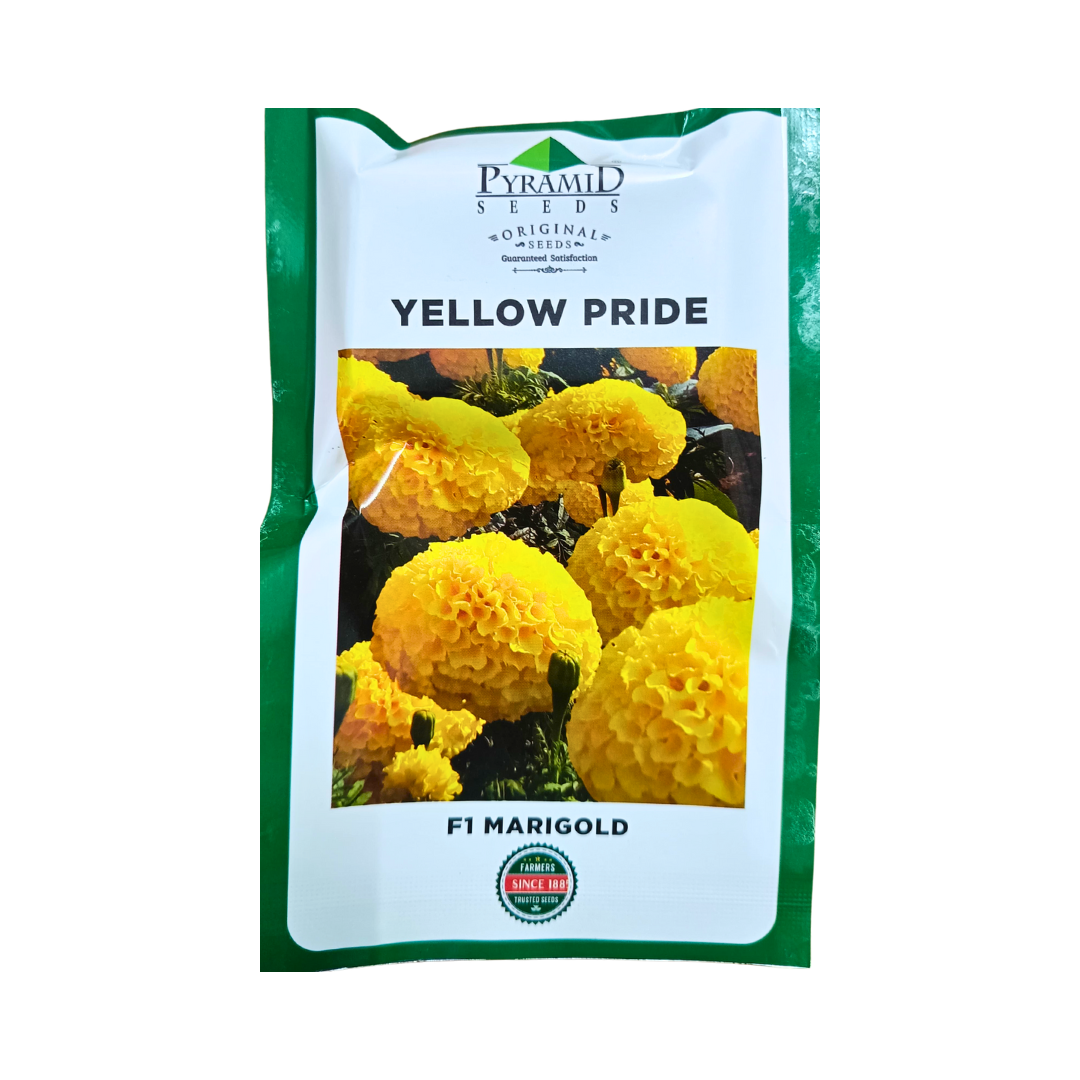 east west marigold seeds Yellow Pride Marigold Seeds - Pyramid | Buy Online Now