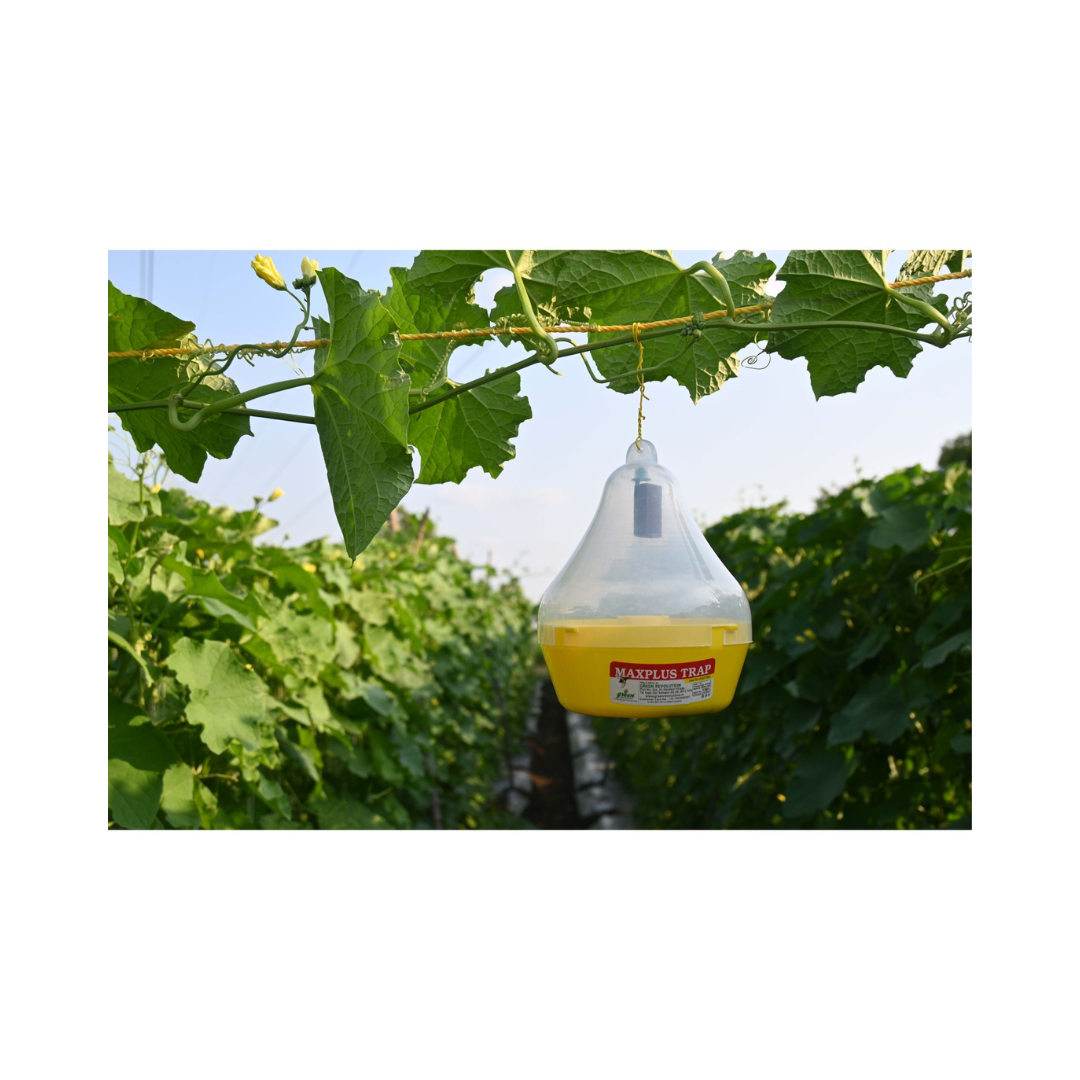 Maxplus Trap With Melon Fly Lure - Green Revolution | Buy Online Now