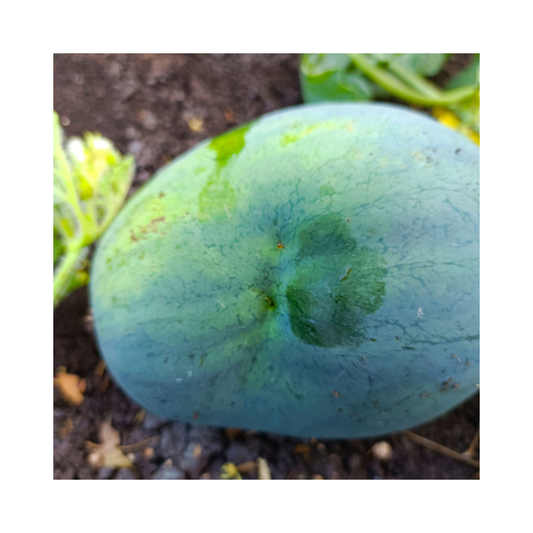 Melon Fly Lure for Vegetable Crop Bactrocera Cucurbita - Green Revolution