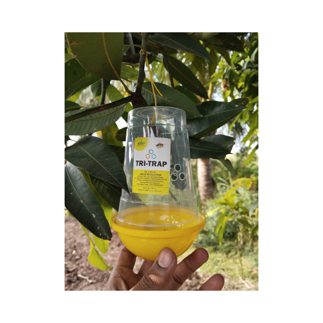 New Fruit Fly Trapper, 10 Fruit Fly Lure with 10 Tri Trap Complete Set