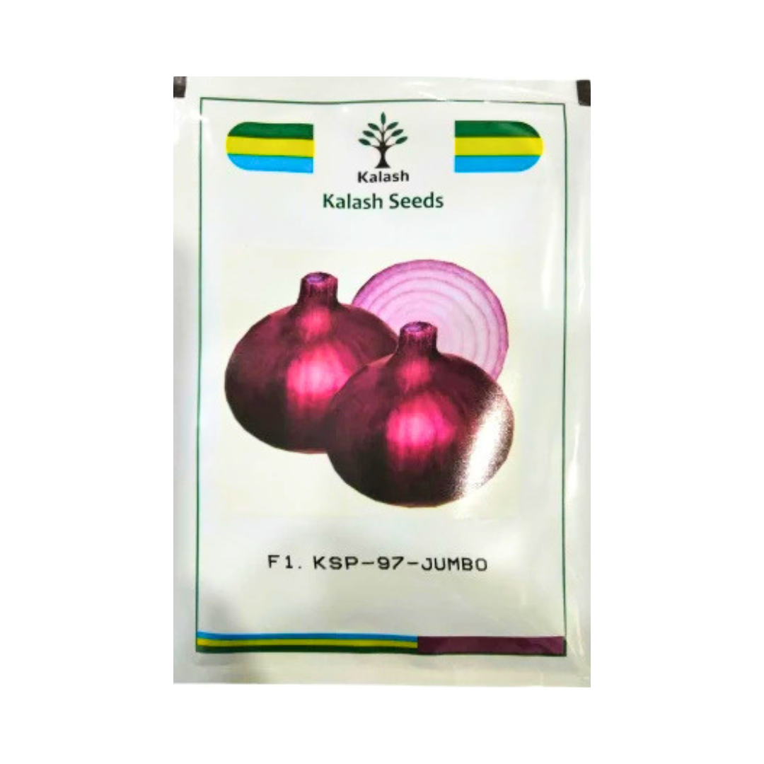 KSP 97 Jumbo Onion Seeds - Kalash | F1 Hybrid | Buy Online Now - Desikheti