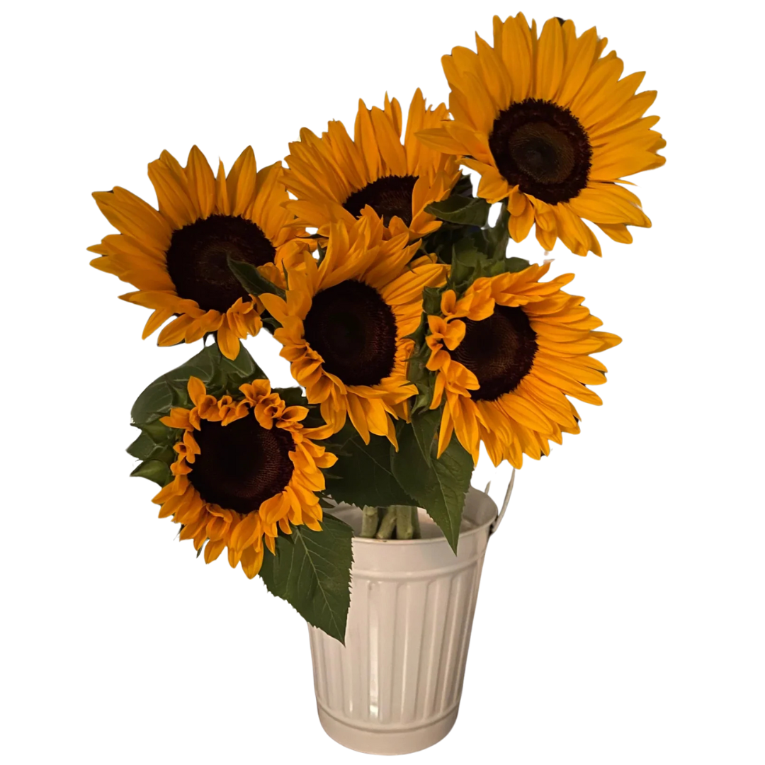Sunshine Orange with Black Center Ornamental Sunflower Seeds - Known You | F1 Hybrid | Buy Online at Best Price