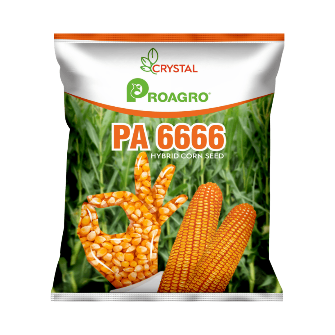 PA 6666 Maize Seeds