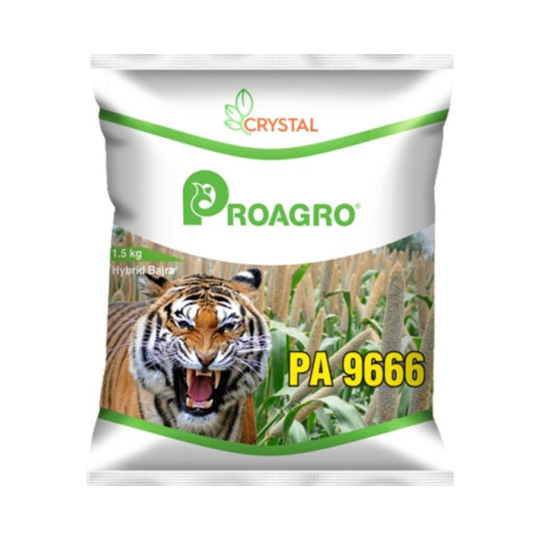 PA 9666 Bajra Seeds - Crystal | F1 Hybrid | Buy Online at Best Price
