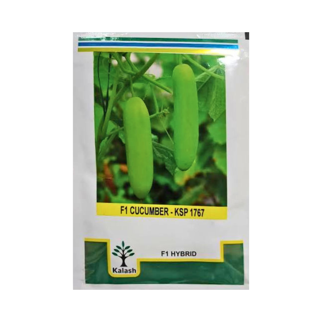 KSP 1767 Shalu Cucumber Seeds - Kalash | F1 Hybrid | Buy Online Now