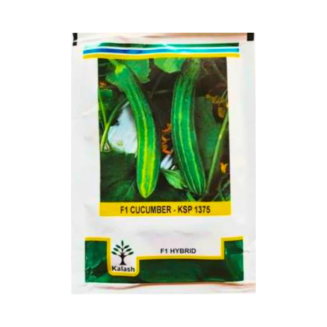 KSP 1375 Cucumber Seeds - Kalash | F1 Hybrid | Buy Online Now