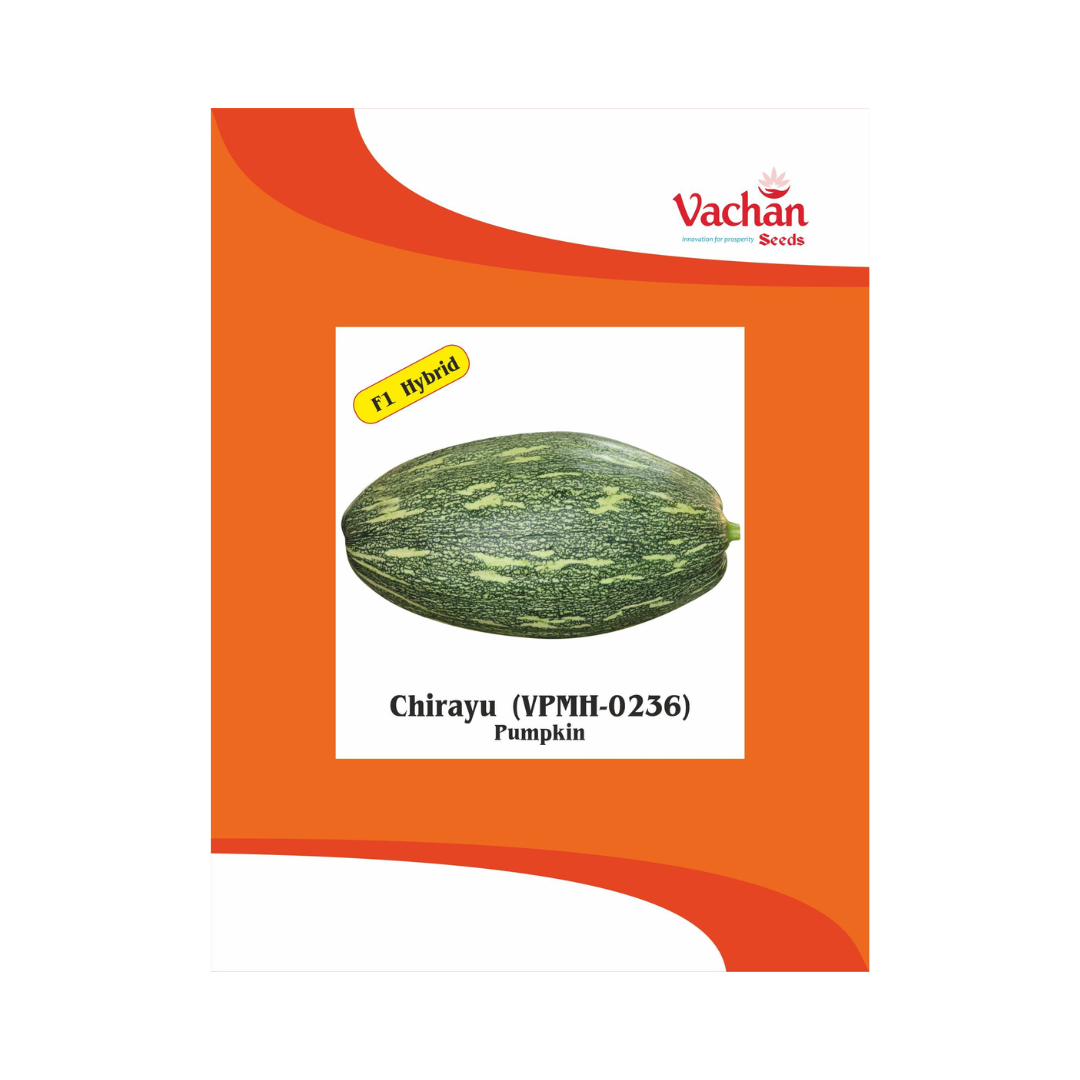 Chirayu (VPMH-0236) Pumpkin Seeds - Vachan | F1 Hybrid | Buy Online Now
