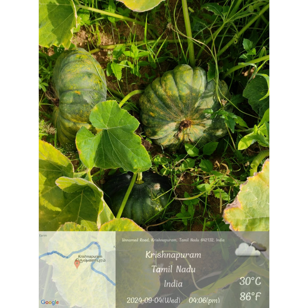 DF Abhimanyu Pumpkin Seeds - DuFlora | F1 Hybrid | Buy Online Now