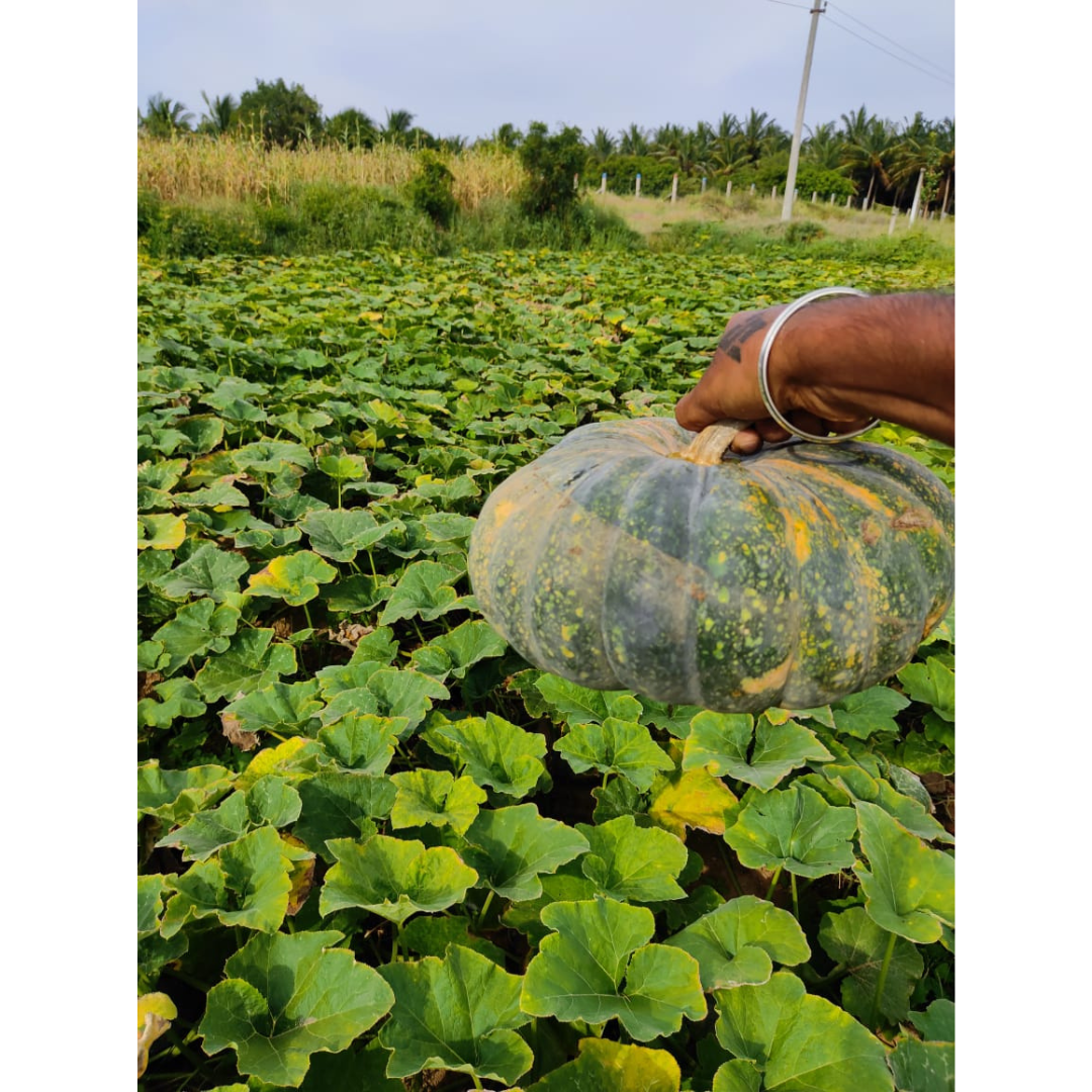 DF Abhimanyu Pumpkin Seeds - DuFlora | F1 Hybrid | Buy Online Now