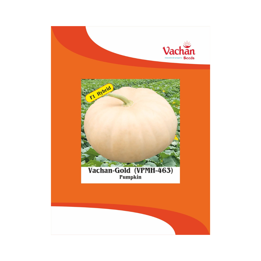 Vachan-Gold (VPMH-463) Pumpkin Seeds - Vachan | F1 Hybrid | Buy Online Now