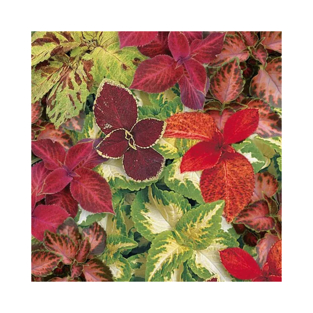 Coleus Wizard Select Mixture Seeds - PanAmerican | Buy Online Now