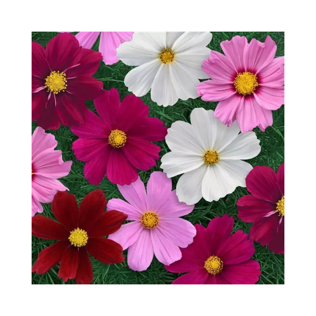 Cosmos Sonata Complete Mixture Seeds - PanAmerican | Buy Online Now