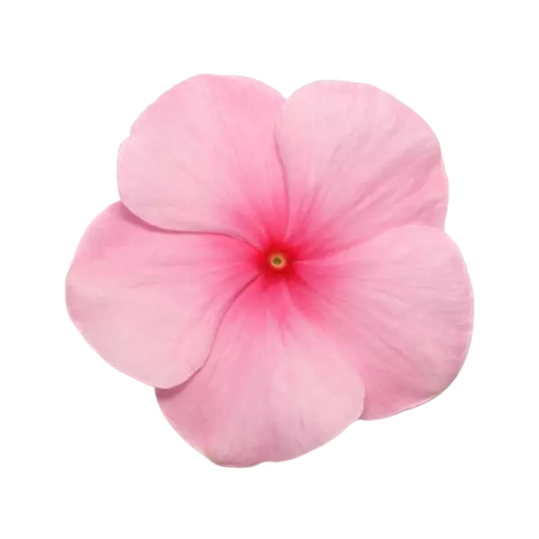 Vinca Pacifica XP Blush Seeds - PanAmerican | Buy Online Now