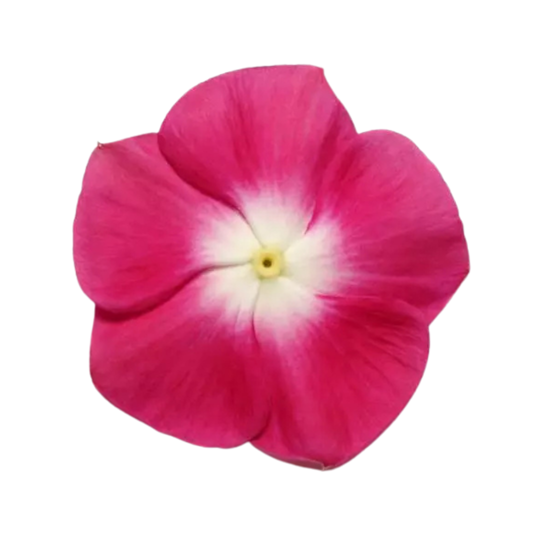 Vinca Pacifica XP Burgundy Halo Seeds - PanAmerican | Buy Online Now