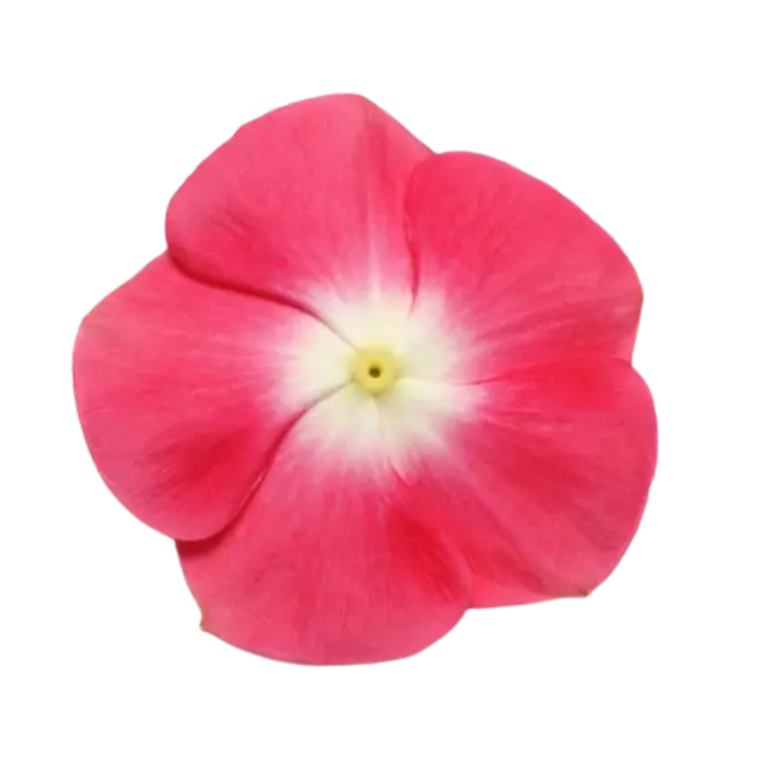 Vinca Pacifica XP Cherry Red Halo Seeds - PanAmerican | Buy Online Now