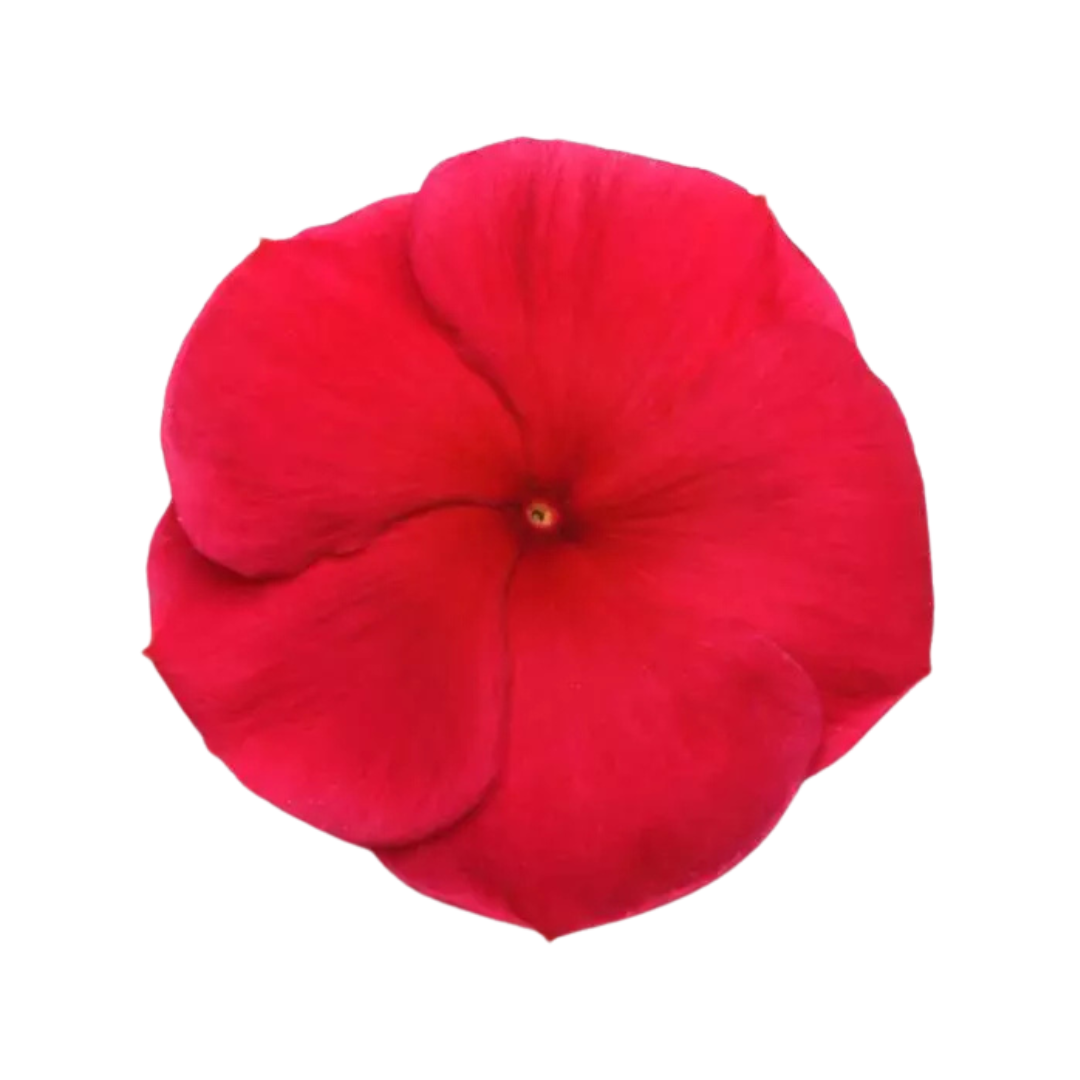 Vinca Pacifica XP Dark Red Seeds - PanAmerican | Buy Online Now