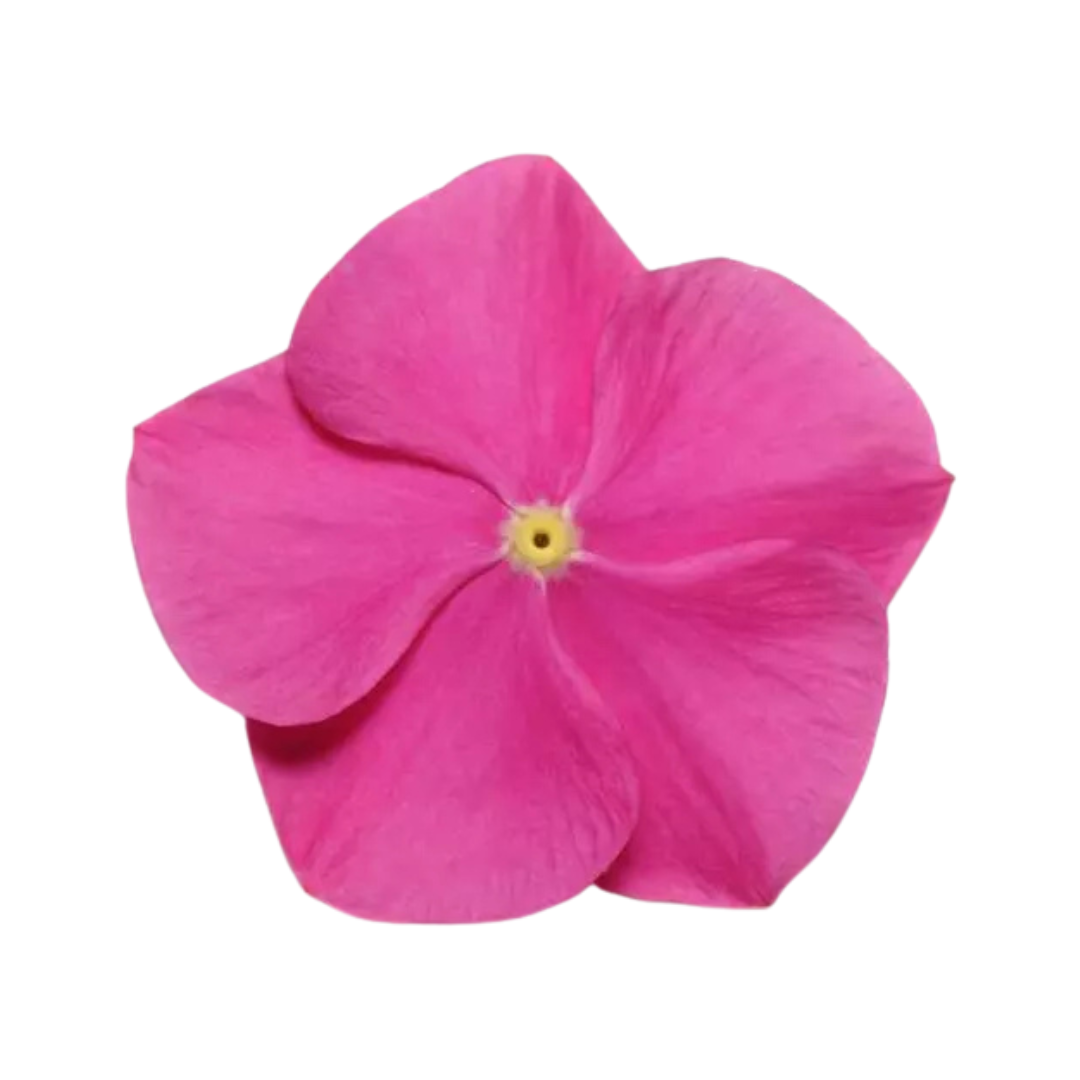 Vinca Pacifica XP Deep Orchid Seeds - PanAmerican | Buy Online Now