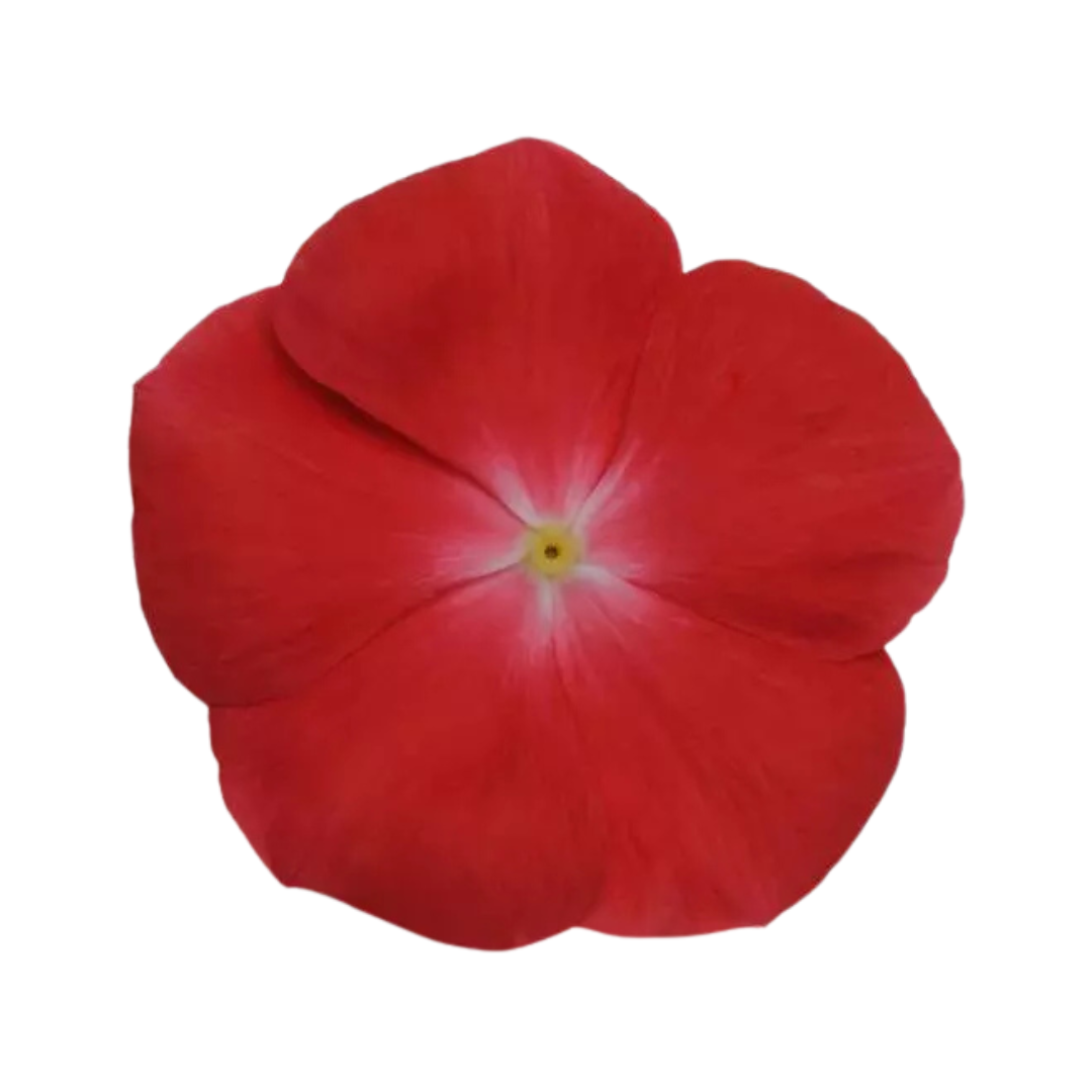 Vinca Pacifica XP Orange Seeds - PanAmerican | Buy Online Now