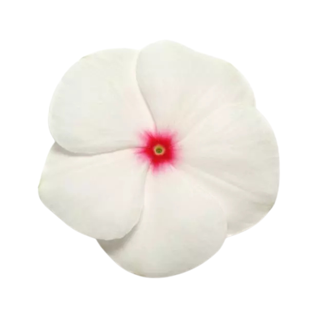 Vinca Pacifica XP Polka Dot Seeds - PanAmerican | Buy Online Now