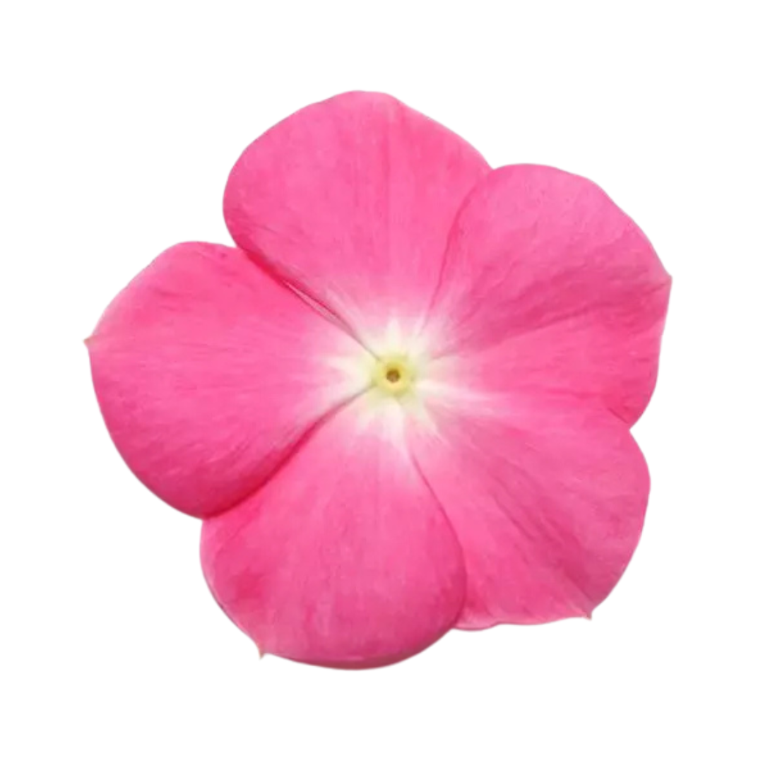 Vinca Pacifica XP Rose Halo Seeds - PanAmerican | Buy Online Now