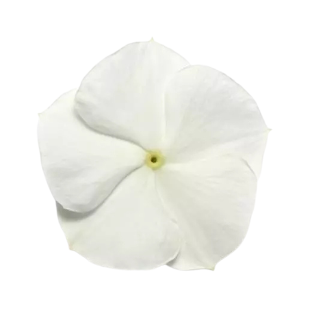 Vinca Pacifica XP White Seeds - PanAmerican | Buy Online Now