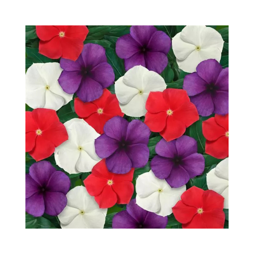 Vinca Tattoo American Pie Mixture Seeds - PanAmerican | Buy Online Now