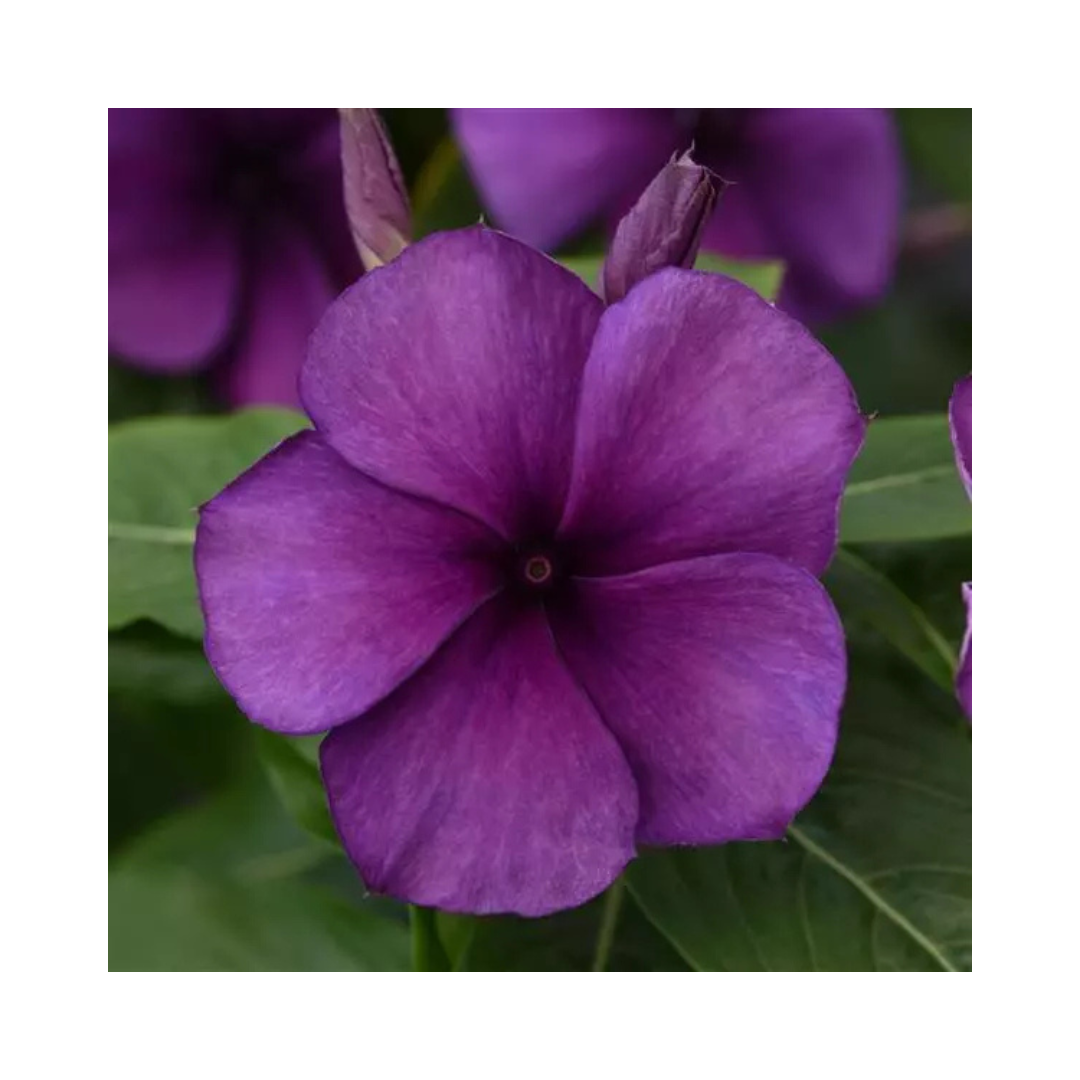 Vinca Tattoo Blueberry Seeds - PanAmerican | Buy Online Now