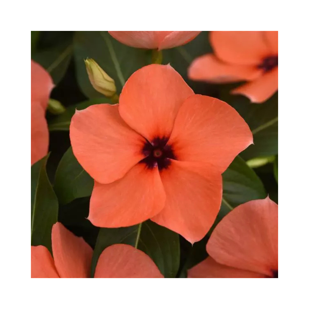 Vinca Tattoo Orange Seeds - PanAmerican | Buy Online Now - Desikheti